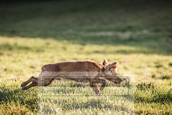 Avonmeadow Stud Dogs-74