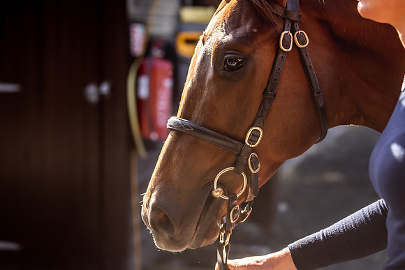 Goffs UK Breeze Up 2022-121