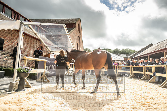 GUK Yorton Sale 2019-342