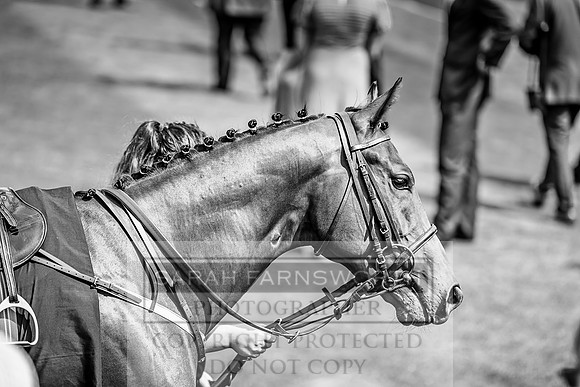 GUK Goodwood Sale 2019-70