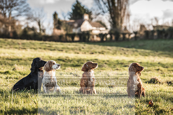 Avonmeadow Stud Dogs-81