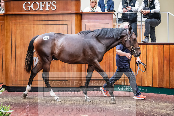 Goffs UK PY24-544
