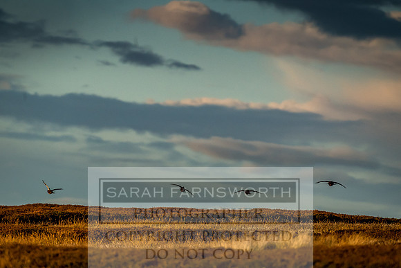Grouse in Teesdale-61