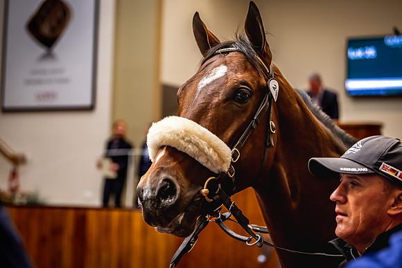 Goffs UK Breeze Up 2022-200
