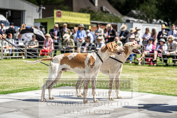 Builth Hound Show 2019-68