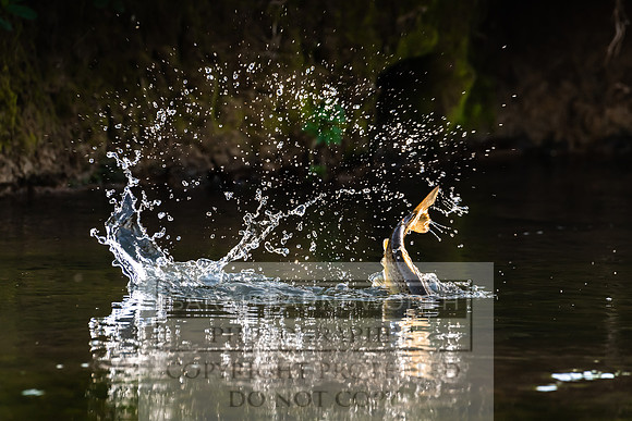 Mayfly Hatch and Brown Trout 2020-38