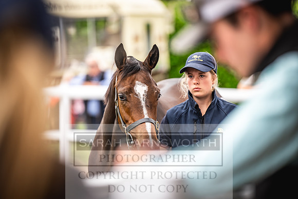 Goffs UK PY24-506