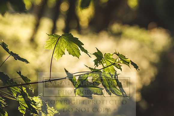 Cotswolds May 2020-6