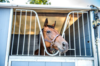 Goffs London Sale 2017-11