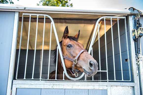 Goffs London Sale 2017-11