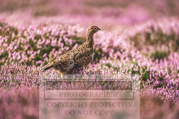 Red Grouse-6