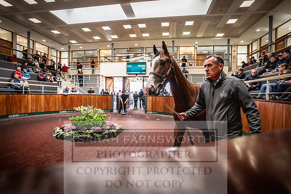 Goffs UK PY24-91
