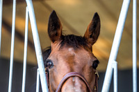 Goffs London Sale 2017-10