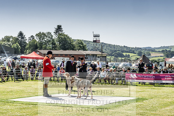 Builth Hound Show 2019-32