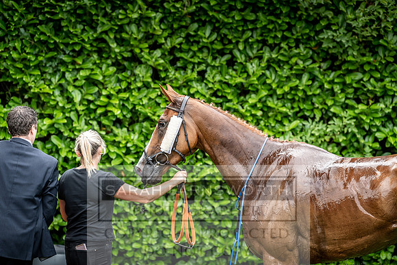GUK Goodwood Sale 2019-24
