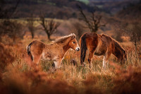 Exmoor Autumn 2020-20