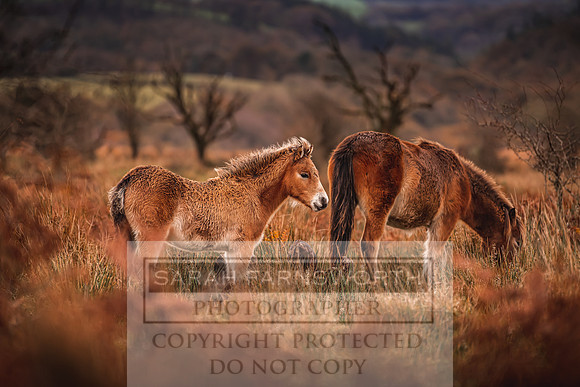 Exmoor Autumn 2020-20