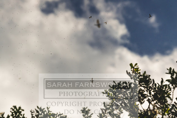 Mayfly Hatch and Brown Trout 2020-32