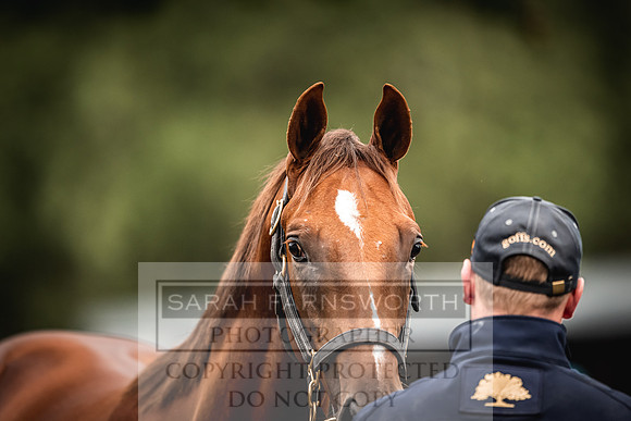 Goffs Orby 2022 Day 1-29