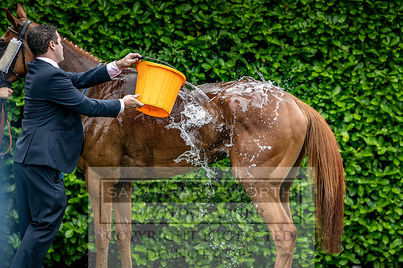 GUK Goodwood Sale 2019-22