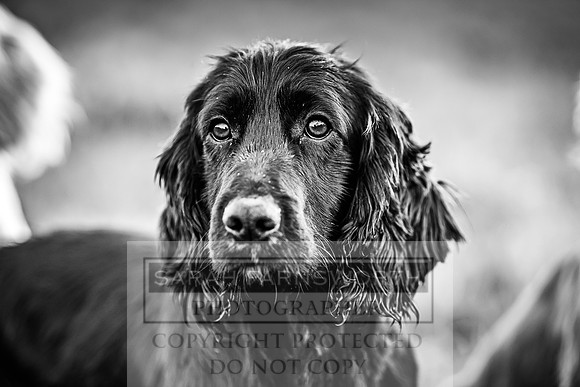 Avonmeadow Stud Dogs-145