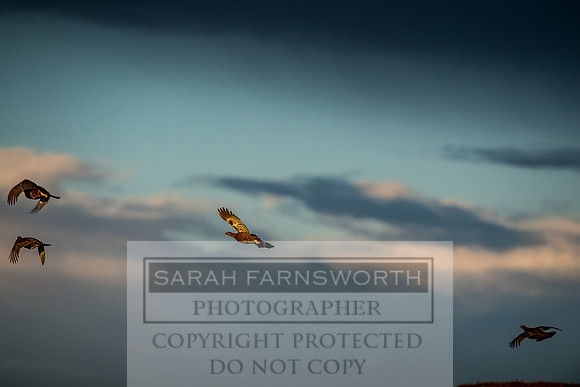 Grouse in Teesdale-55