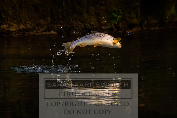 Mayfly Hatch and Brown Trout 2020-75
