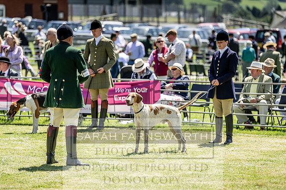 Builth Hound Show 2019-122