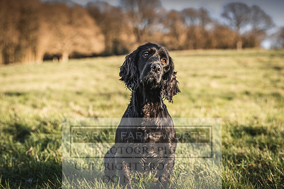 Avonmeadow Stud Dogs-121