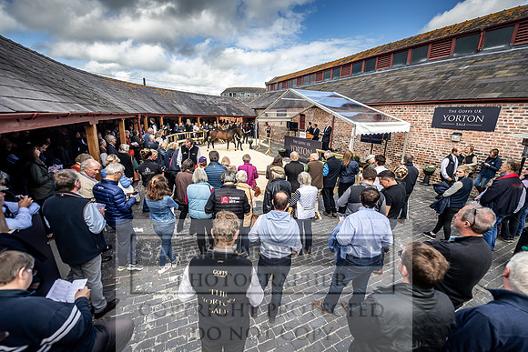 GUK Yorton Sale 2019-382