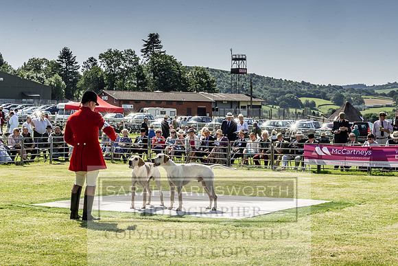 Builth Hound Show 2019-33