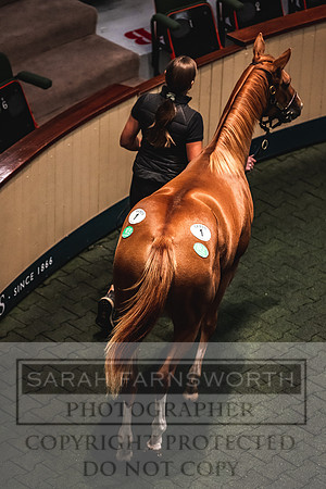 Goffs Orby 2022 Day 1-66