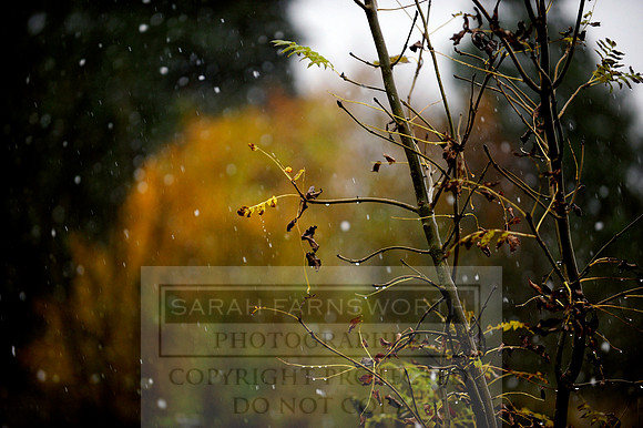Autumn Snow 009