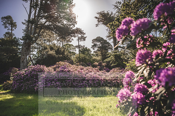 Cotswolds May 2020-15