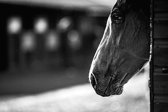 Goffs UK Breeze Up 2022-49