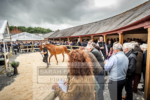 GUK Yorton Sale 2019-329