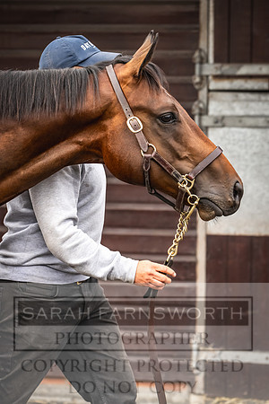 Goffs UK PY24-64