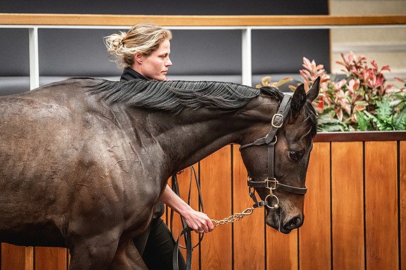 Goffs UK Breeze Up 2022-320