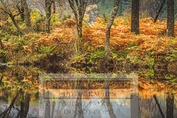 Loch Eck October 2019-3