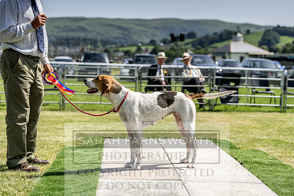 Builth Hound Show 2019-178