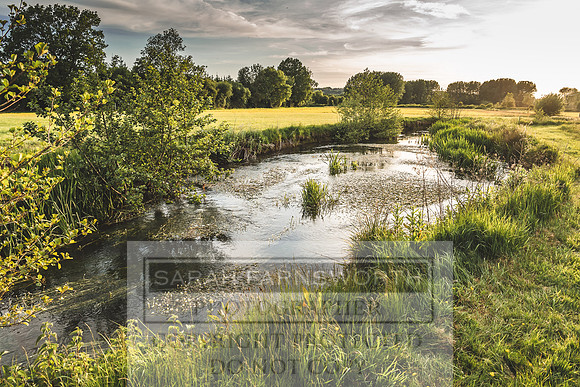 Mayfly Hatch and Brown Trout 2020-94