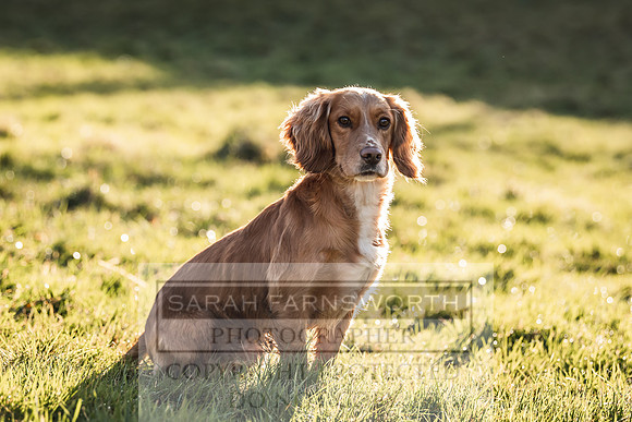 Avonmeadow Stud Dogs-50