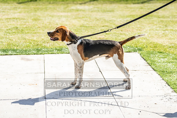 Builth Hound Show 2019-24