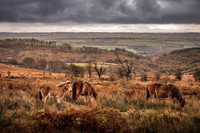 Exmoor Autumn 2020-18