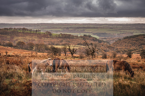 Exmoor Autumn 2020-18