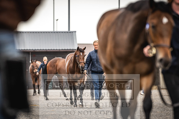 Goffs UK PY24-62