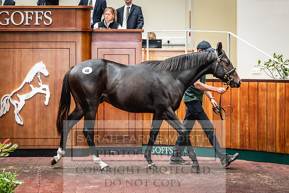 Goffs UK PY24-115