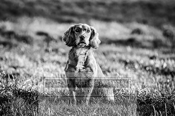 Avonmeadow Stud Dogs-94