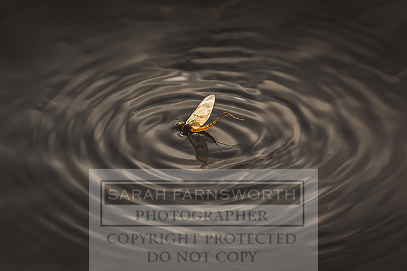 Mayfly Hatch and Brown Trout 2020-81
