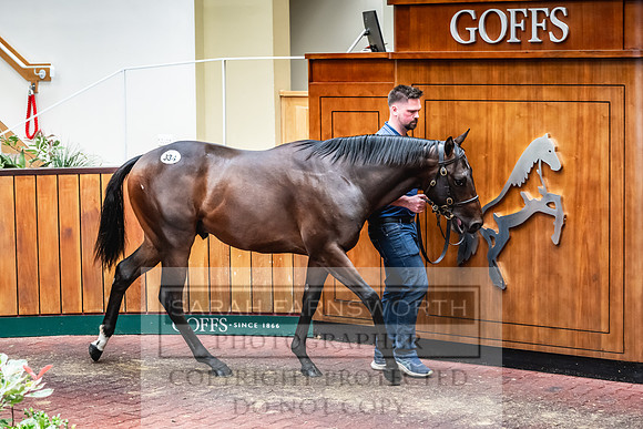 Goffs UK PY24-434